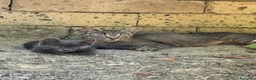 Meticcio gatti in regalo: Meravigliosi gattini  a Città metropolitana di Roma Capitale - Annuncio 9