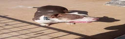 American Bully cani in vendita: American bully pocket - Annuncio 3