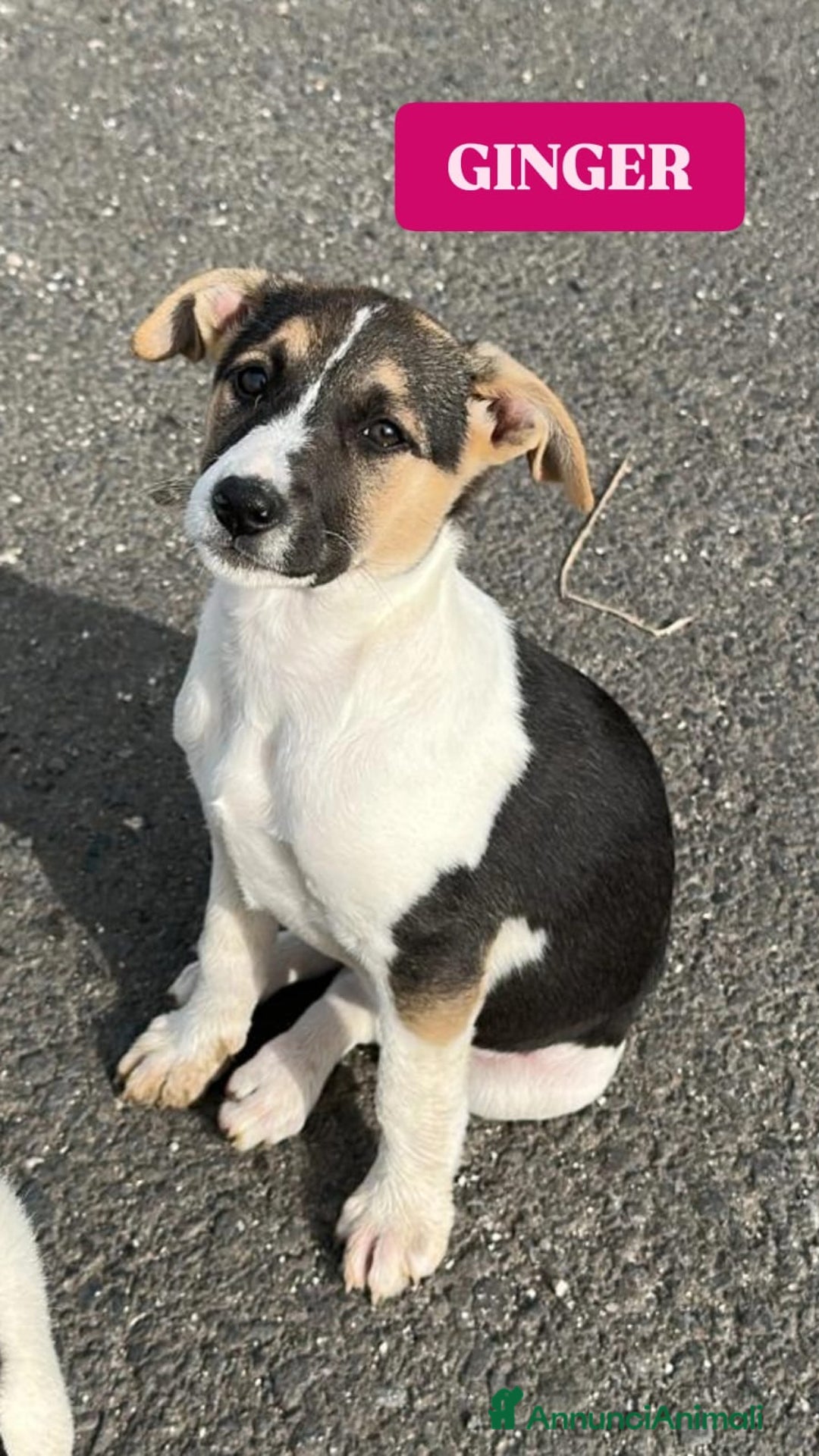 Altre razze cani in regalo: CUCCIOLI IN CERCA DI ADOZIONE - Annuncio 3