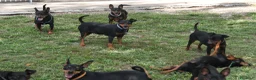 Pinscher Miniatura cani in vendita: Pinscher nano  - Annuncio 7