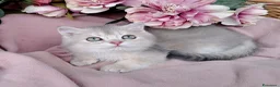Scottish gatti in vendita: Cucciolata gattini Scottish straight e fold - Annuncio 3