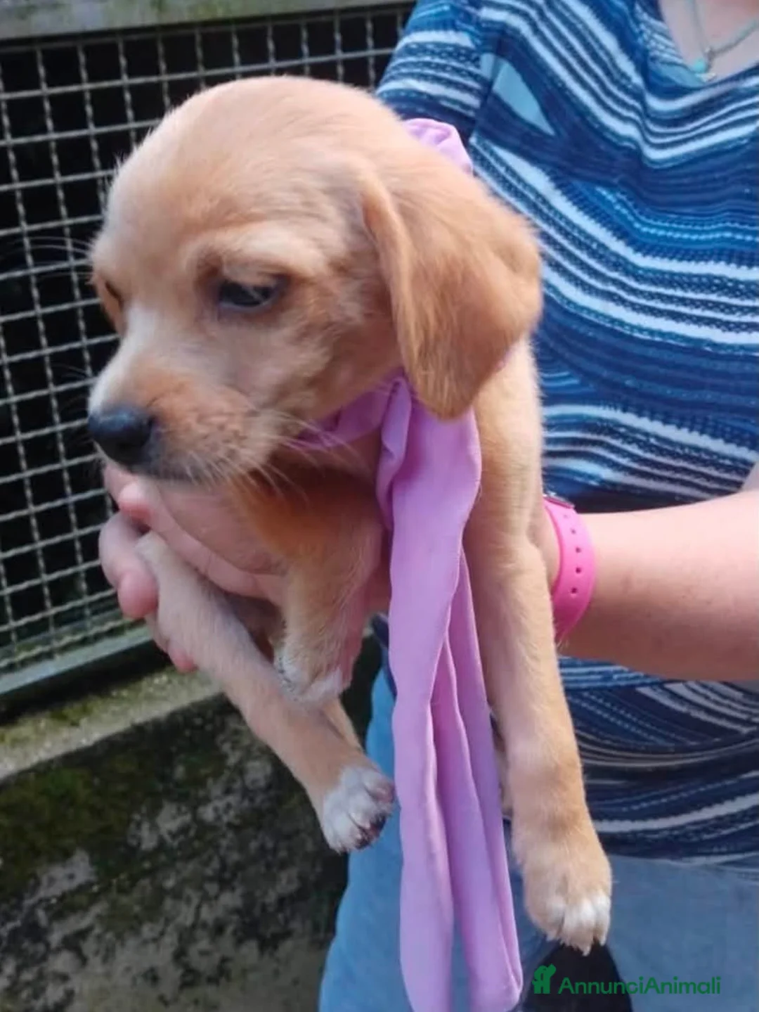 Meticcio cani in regalo: Cuccioli taglia piccola cercano casa - Annuncio 2