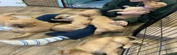 Golden Retriever cani in regalo: Cuccioli di Golden Retriever  - Annuncio 3