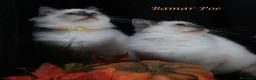 Sacro di Birmania gatti in vendita: Bamar Poe cattery  a Città metropolitana di Roma Capitale - Annuncio 5