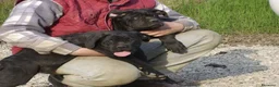 Cane Corso cani in vendita: Spettacolari cuccioli di Cane Corso  - Annuncio 6