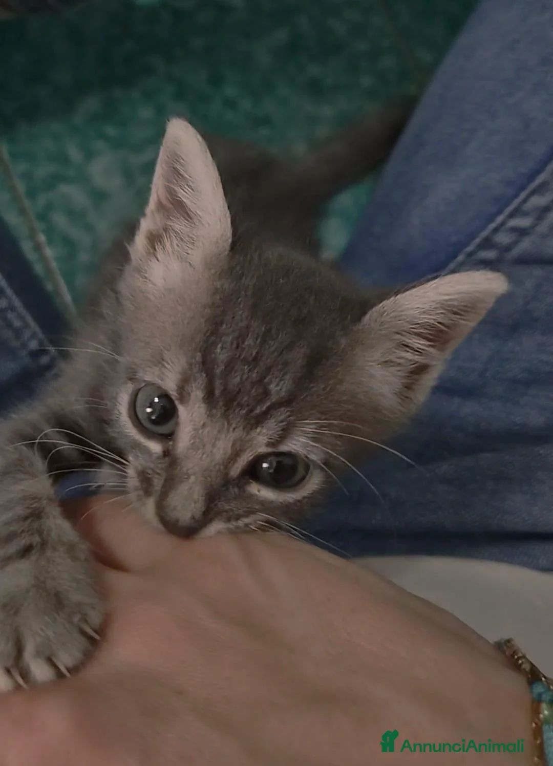 Europeo gatti in regalo: Eclipse, una gattina in miniatura 💖  - Annuncio 2