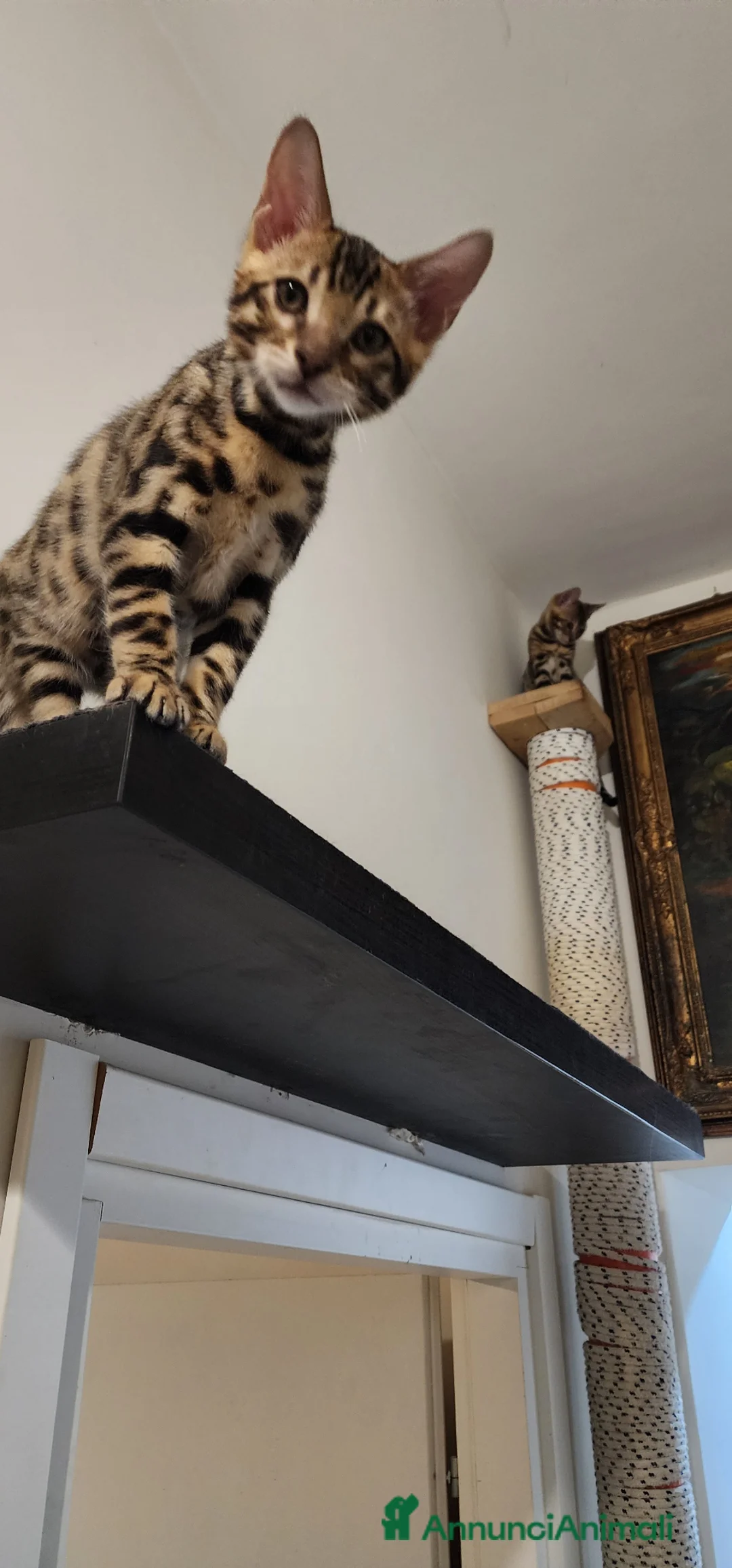 Bengala gatti in vendita: GATTINE BENGALA  - Annuncio 2
