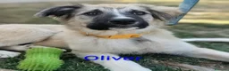 Meticcio cani in regalo: Apple e Oliver cuccioli di 4 mesi cercano casa  - Annuncio 7
