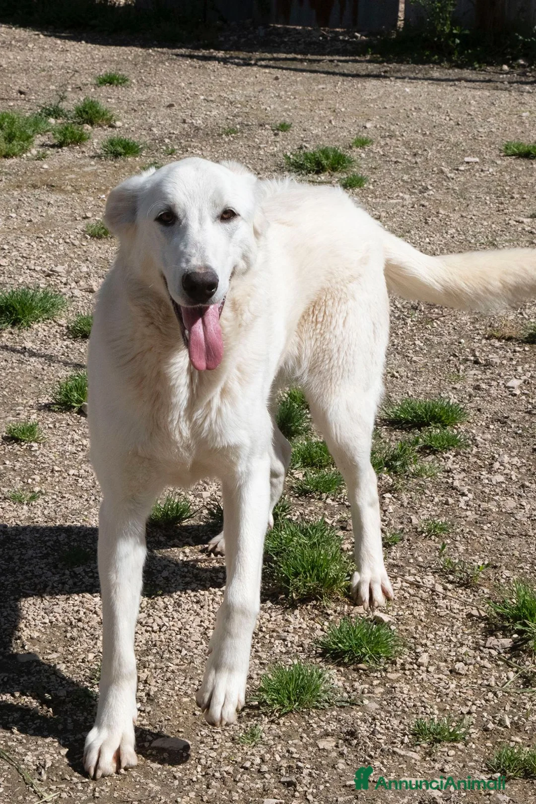 Meticcio cani in regalo: ZULEYA ASPETTA TE a Città metropolitana di Roma Capitale - Annuncio 6