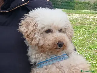 Barboncino Toy cani SAM BARBONCINO TOY CERCA LA SUA CASA PER LA VITA - Annuncio 1