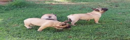 Bulldog Francese cani in vendita: BULLDOG FRANCESE  - Annuncio 2