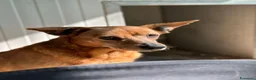 Meticcio cani in regalo: Roxana e Basilio: adozione di coppia nonnini - Annuncio 3