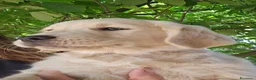 Golden Retriever cani in vendita: CUCCIOLI GOLDEN RETRIEVER  - Annuncio 18