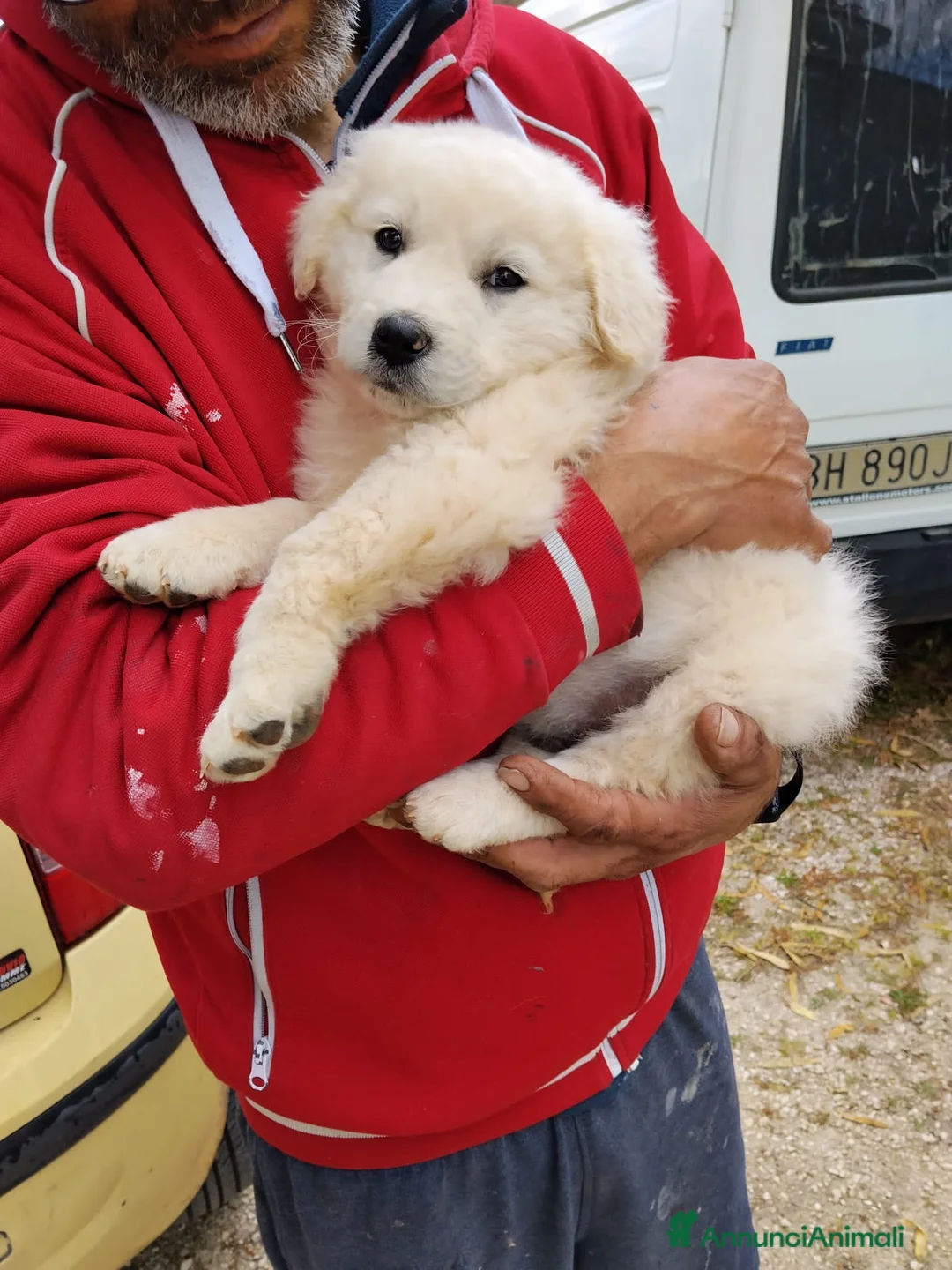 Meticcio cani in regalo: bobby  - Annuncio 2
