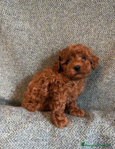Maltipoo cani Splendida Cuccioli di Maltipoo toy - Annuncio 1