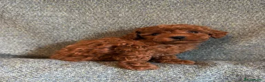 Maltipoo 4