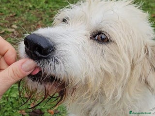 Meticcio cani Simil Spinone splendido salvato da 1aguzzinoNOVARA a Città metropolitana di Milano - Annuncio 40