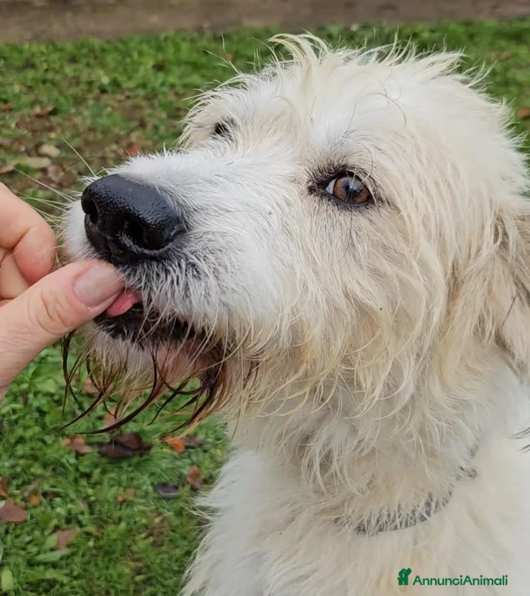 Meticcio cani in regalo: Simil Spinone splendido salvato da 1aguzzinoNOVARA a Città metropolitana di Milano - Annuncio 1