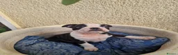 Boston Terrier cani in vendita: Disponibile ultimo cucciolo di Boston terrier  - Annuncio 6