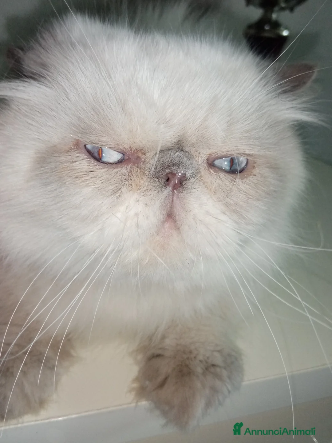 Persiano gatti in vendita: Gatti Persiani  - Annuncio 2