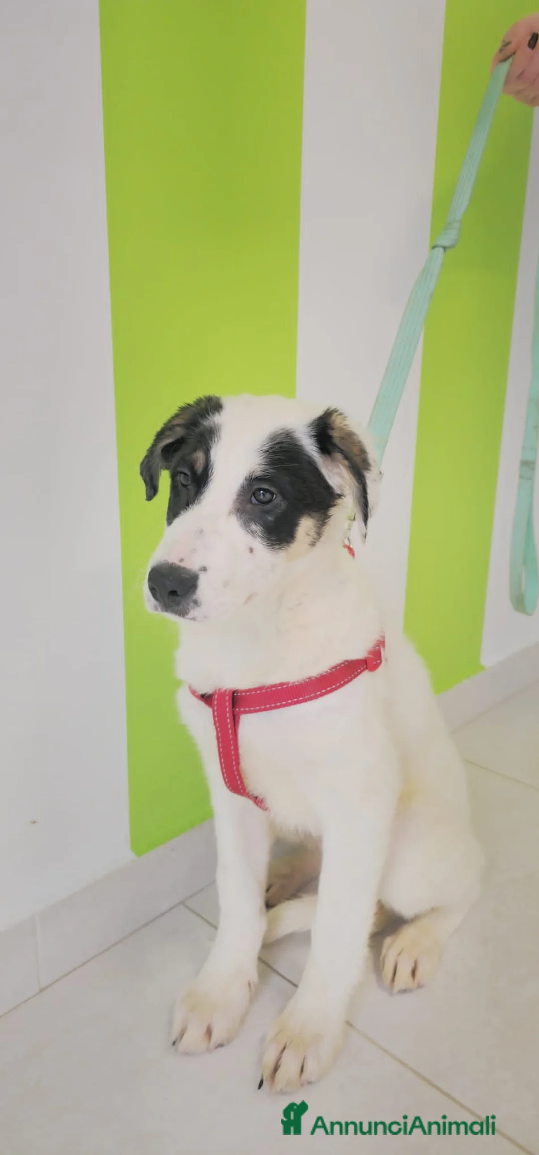 Meticcio cani in regalo: ralph richard - Annuncio 2