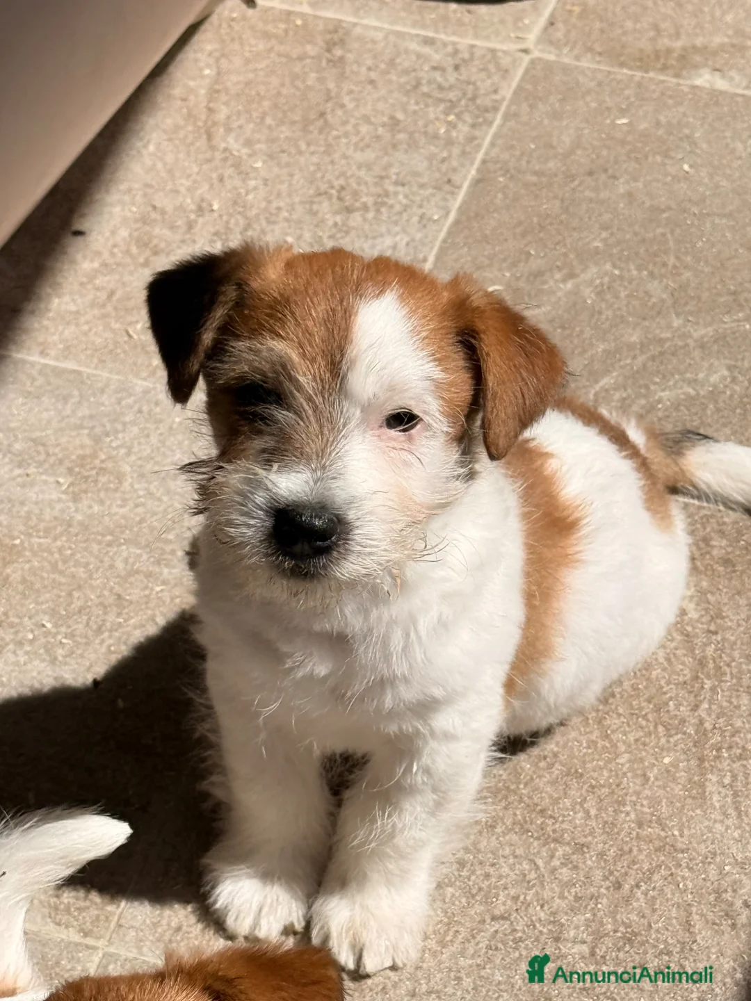 Jack Russell cani in vendita: Maschio pelo ruvido - Annuncio 1