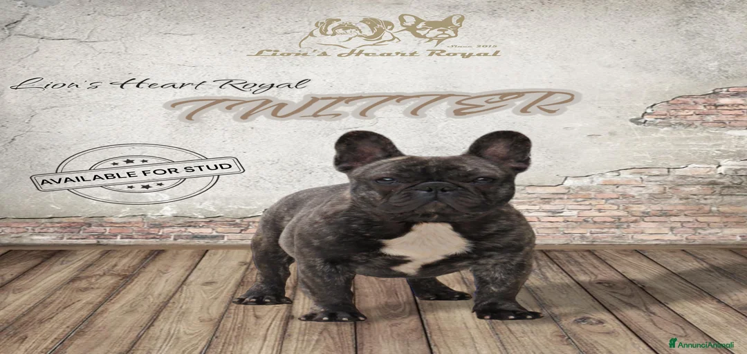 Immagine della galleria {{count}}