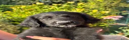 Flat Coated cani in vendita: Flat Coated Retriever cuccioli - Annuncio 6