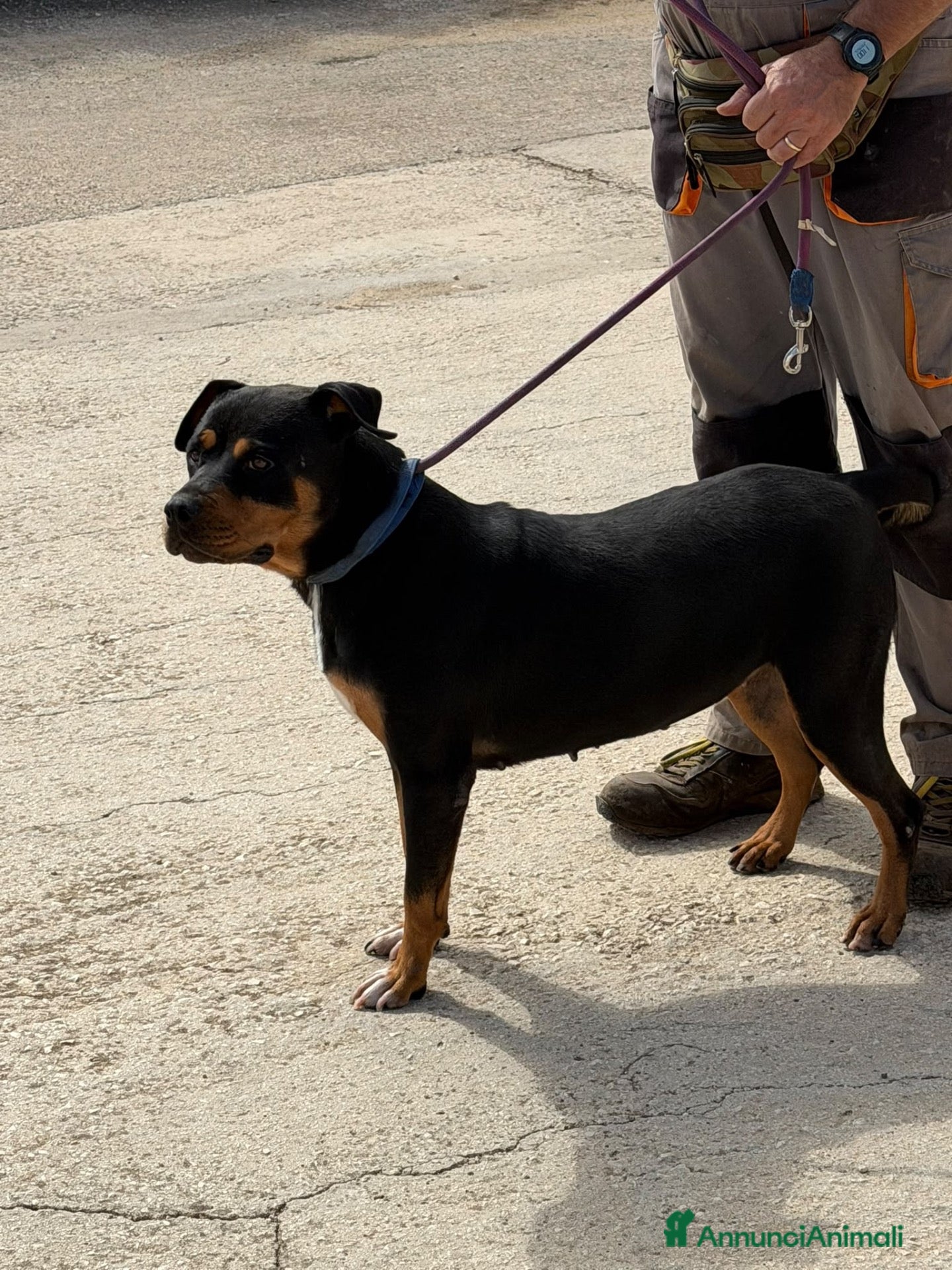 Meticcio cani Simile Rottweiler, cerca Casa - Annuncio 4