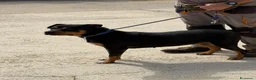 Meticcio cani in regalo: Simile Rottweiler, cerca Casa - Annuncio 1