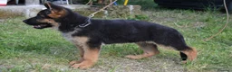 Pastore Tedesco cani in vendita: PASTORI TEDESCHI - Annuncio 20