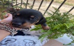 Bassotto cani in vendita: bassotto tedesco Nano a Libero consorzio comunale di Siracusa - Immagine 4