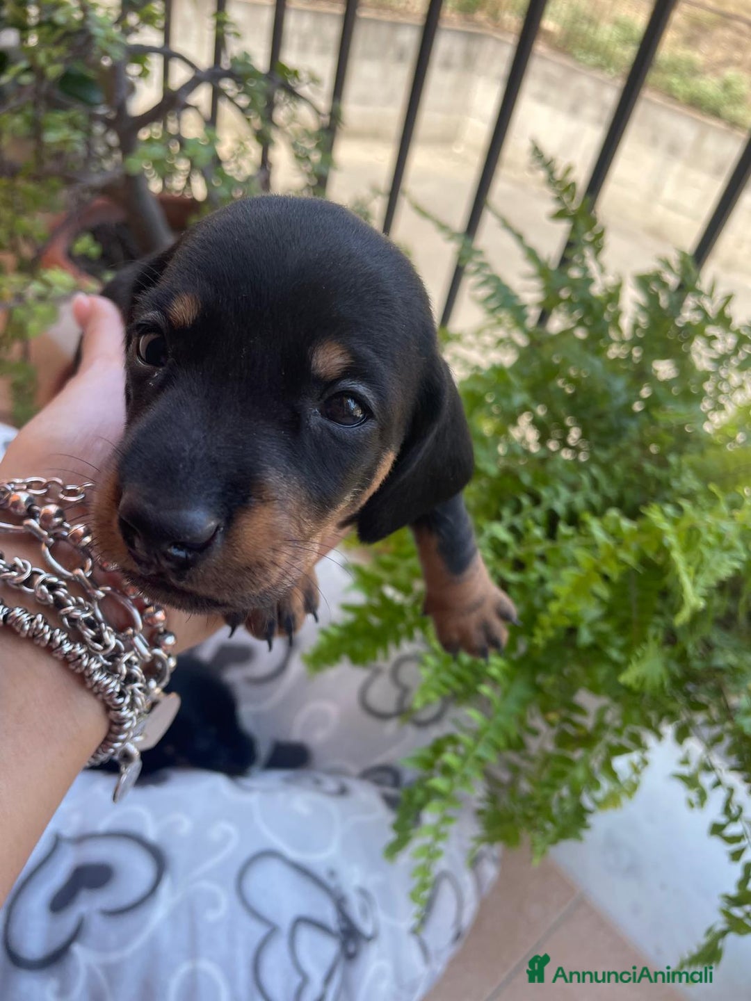 Bassotto cani in vendita: bassotto tedesco Nano a Libero consorzio comunale di Siracusa - Immagine 4