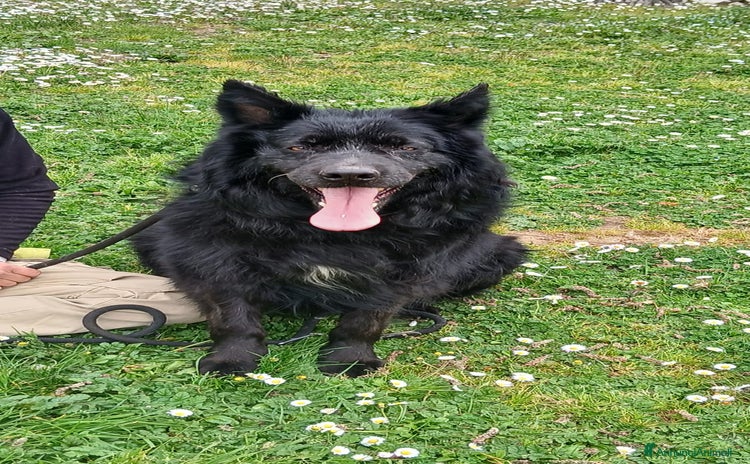 Meticcio cani a Città metropolitana di Roma Capitale - Annuncio 2