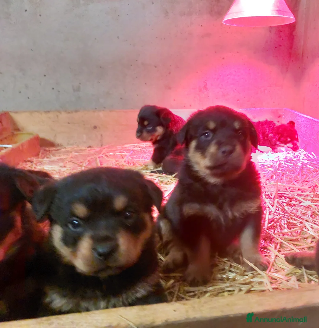 Rottweiler cani in vendita: Cuccioli di Rottweiler  - Annuncio 5