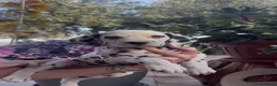Dalmata cani in vendita: Cuccioli di Dalmata con Pedegree ENCI - Annuncio 3