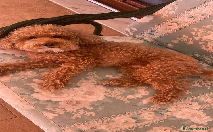 Barboncino Toy cani Cercasi barboncina toy/ mini per accoppiamento - Annuncio 1