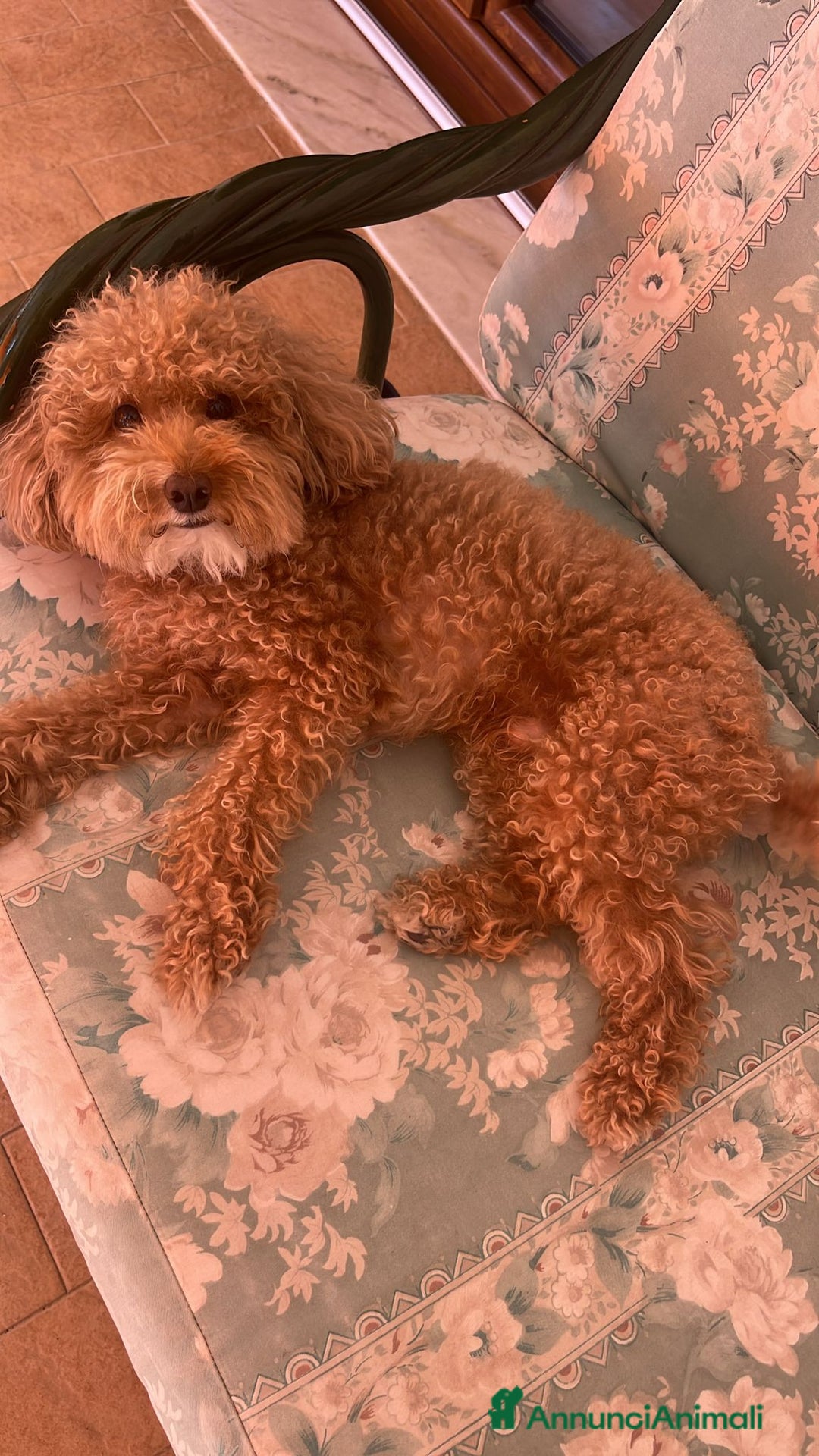 Barboncino Toy cani per accoppiamento: Cercasi barboncina toy/ mini per accoppiamento - Annuncio 1