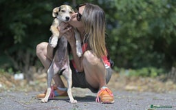Altre razze cani in regalo: RIF 3SeRIF, 3 MESI (01/04/25) a Provincia di Bergamo - Immagine 9