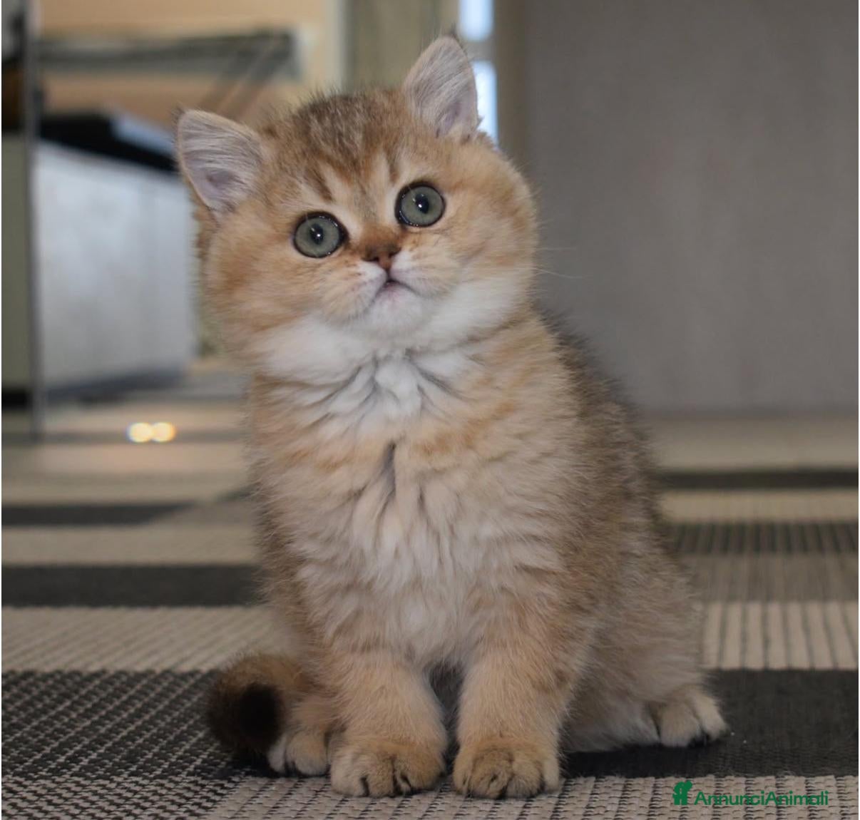 British gatti Cuccioli di british shorthair golden  - Annuncio 3