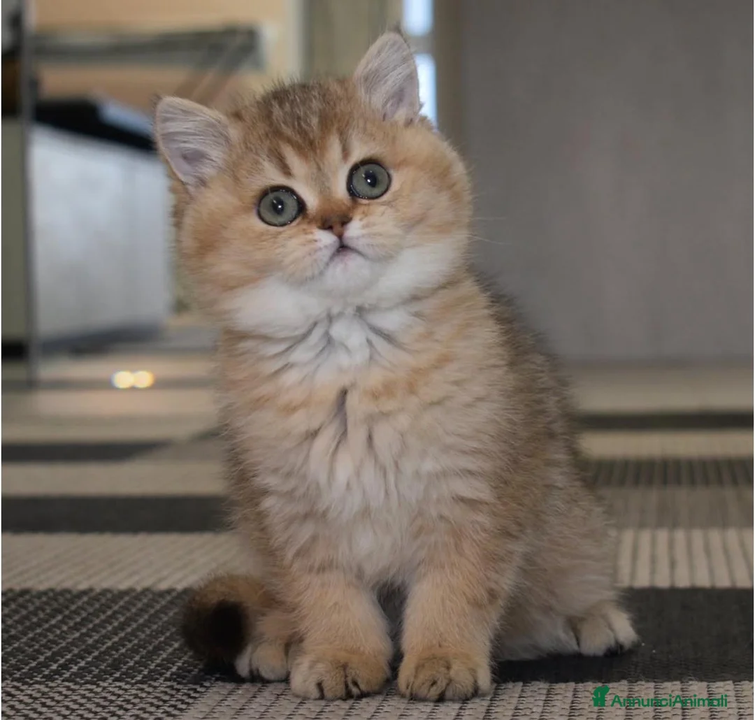 British gatti in vendita: Cuccioli di british shorthair golden  - Annuncio 1