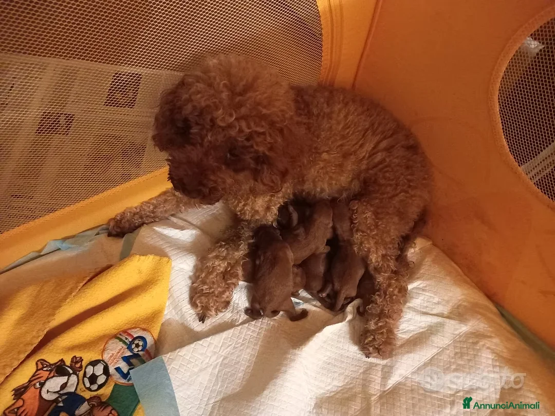 Barboncino cani in vendita: Cuccioli barboncino nano red - Annuncio 1