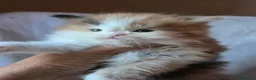 Siberiano gatti in vendita: Cuccioli di gatto siberiano - Annuncio 7