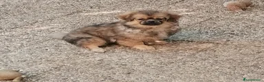 Tibetan Spaniel Cucciolo 2