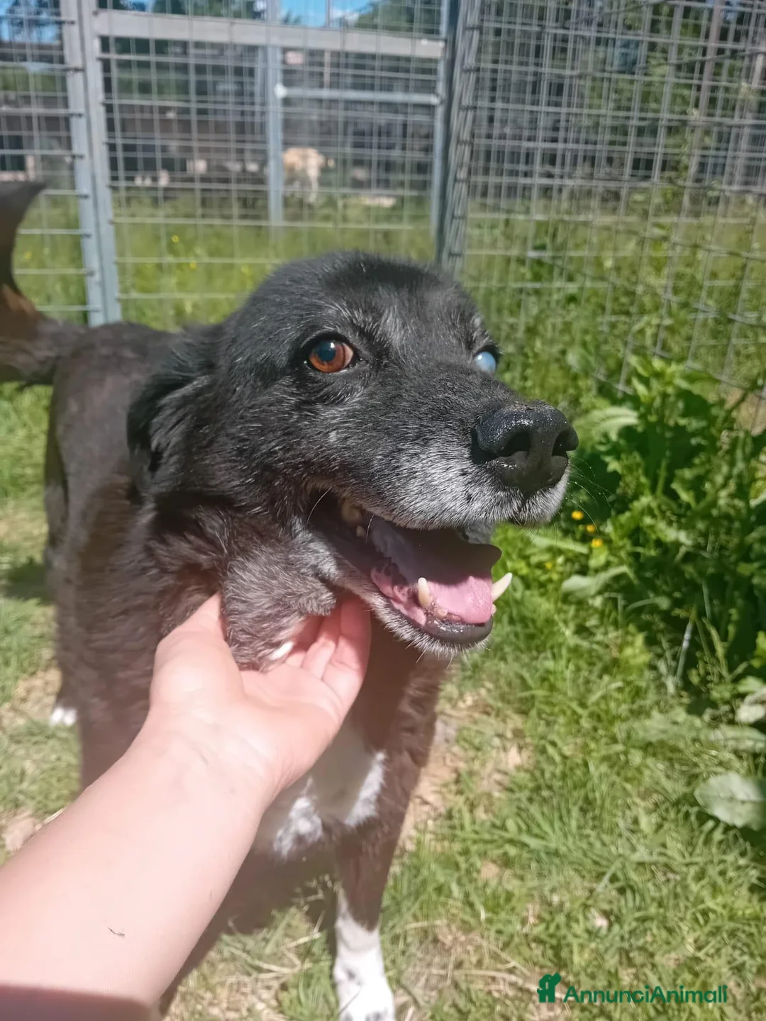 Meticcio cani in regalo: Skipper, cane speciale, adozione del cuore - Annuncio 3