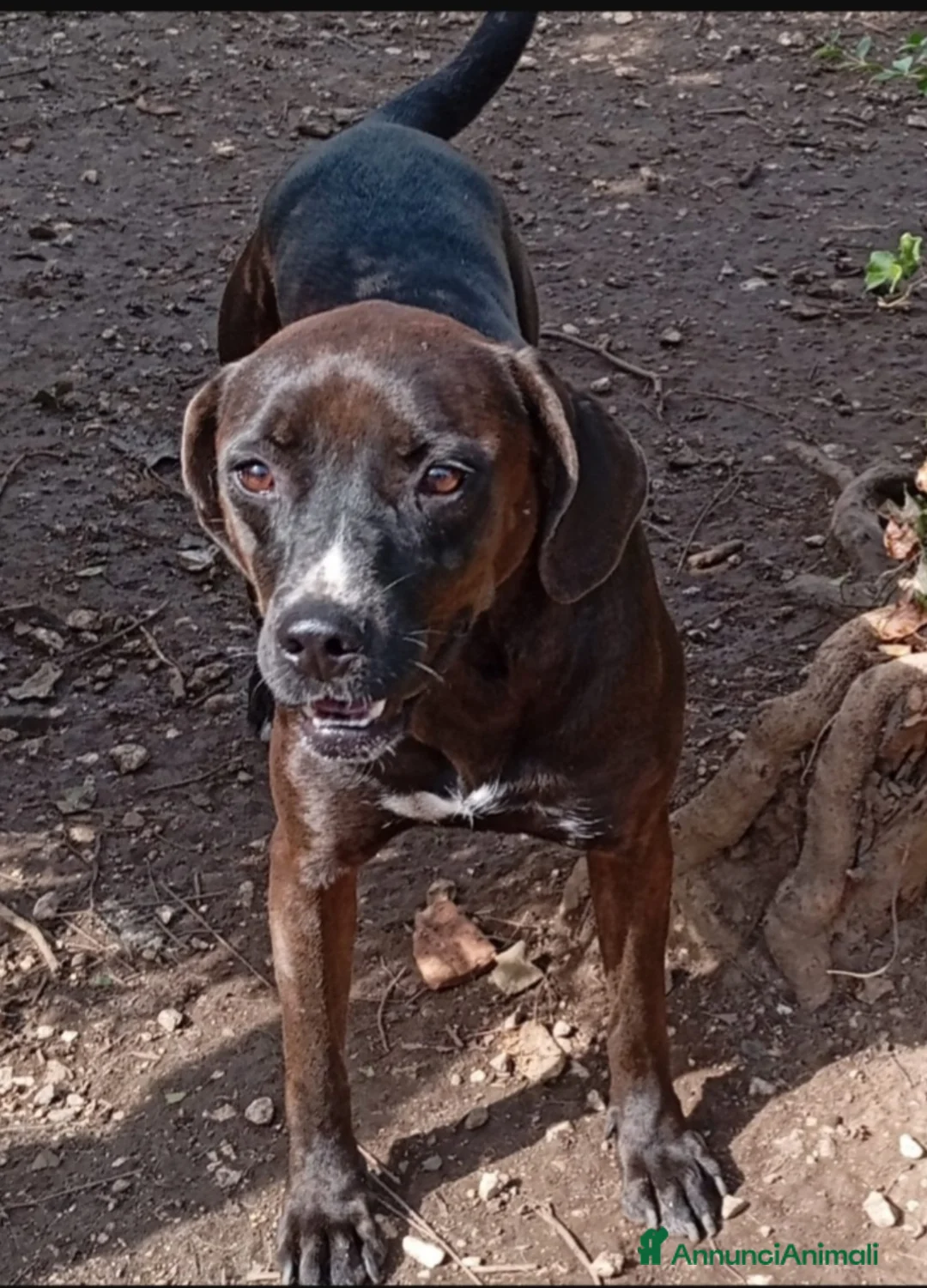 Meticcio cani in regalo: Ciccia mix Labrador marrone 4/5anni ROMA - Annuncio 2