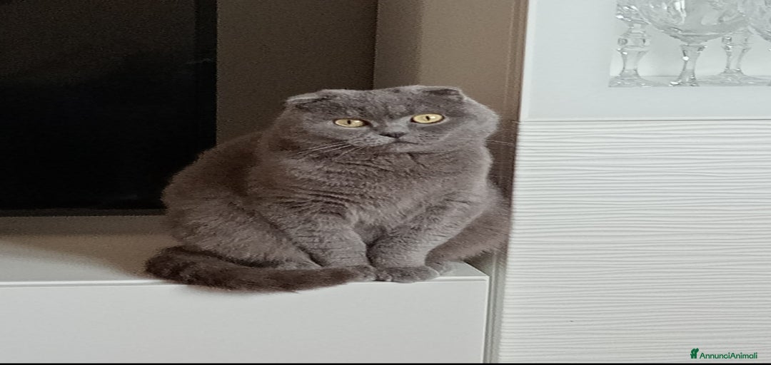 Immagine della galleria {{count}}