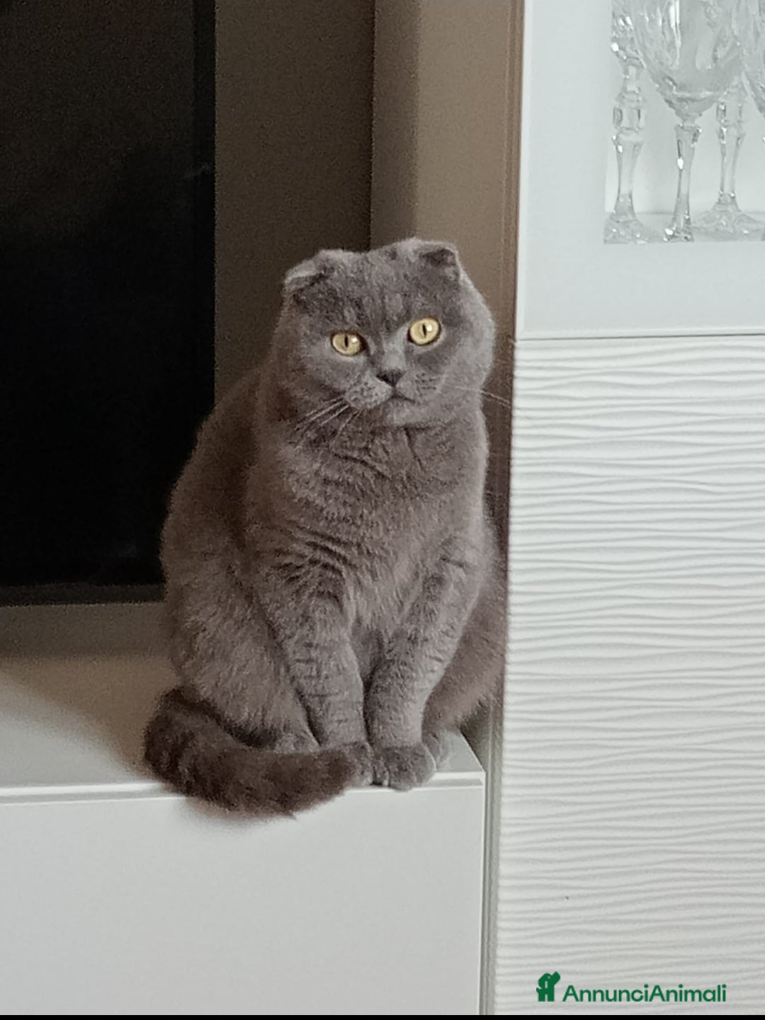 Immagine della galleria {{count}}