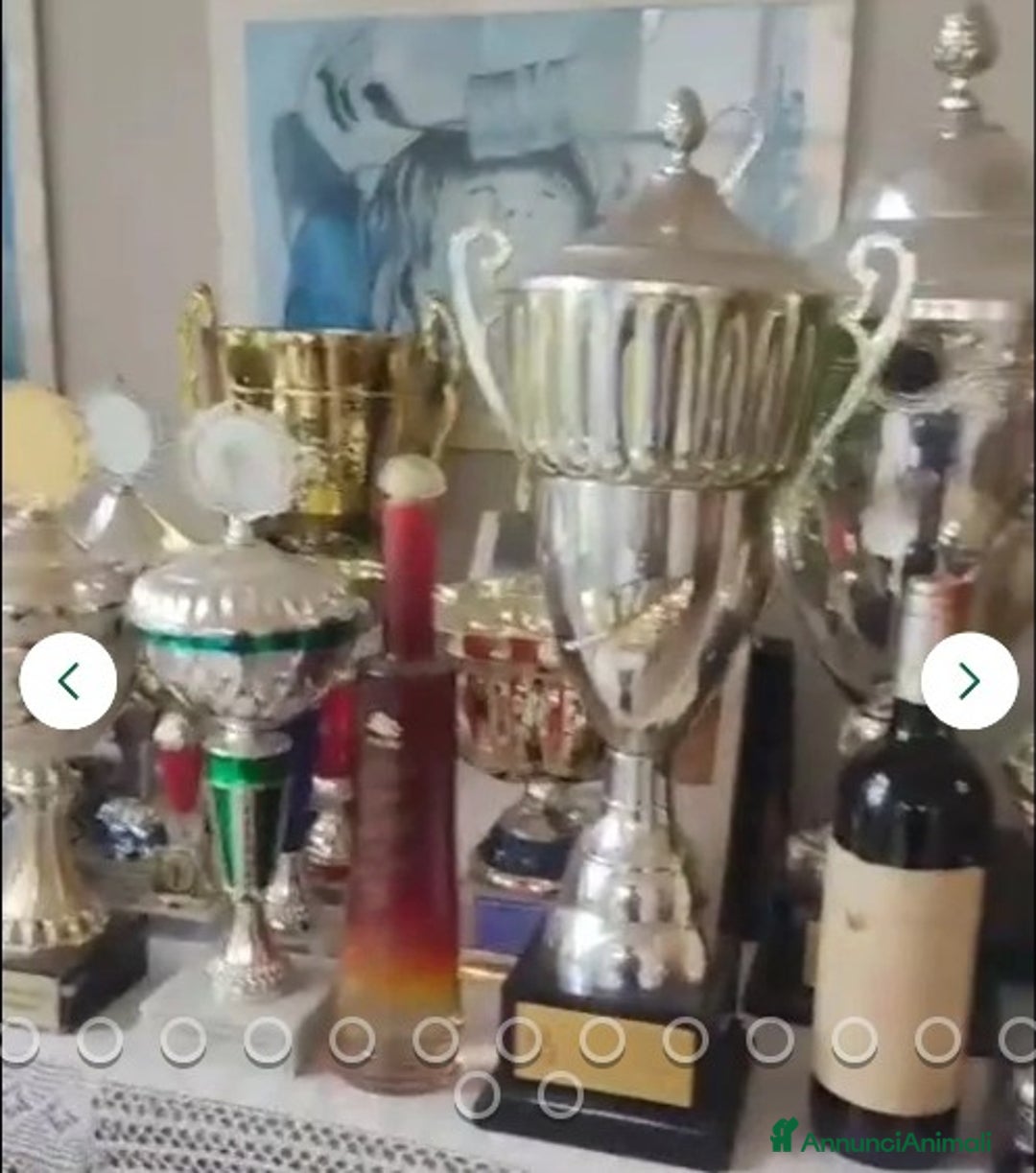 Pastore Tedesco cani in regalo:  proprietario regala splendidi cuccioli  - Annuncio 15