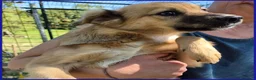 Meticcio cani in regalo: MIRA STUPENDA CUCCIOLA 6 MESI DAGLI OCCHI DOLCI CE - Annuncio 5